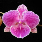Phalaenopsis Cancun B S Phalaenopsis Cancun B S